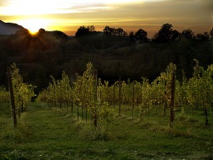 Filari al tramonto - foto fonte web