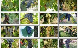 Incontro-degustazione “Dai vitigni del passato i vini del futuro”